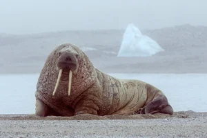 Walrus — ranked #10