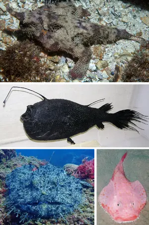 Anglerfish — ranked #14