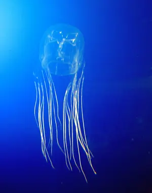 Box Jellyfish — The 18 Scariest Sea Creatures