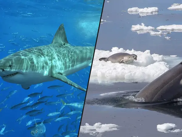 The 18 Scariest Sea Creatures
