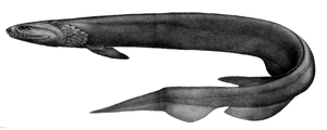 Frilled Shark — ranked #11