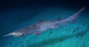 Goblin Shark — ranked #17