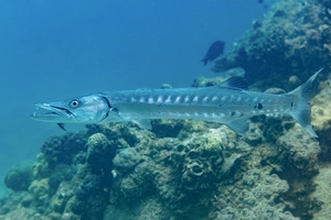Great Barracuda — ranked #18