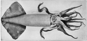 Humboldt Squid — ranked #15