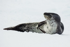 Leopard Seal — ranked #10