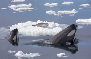 Orca — ranked #7