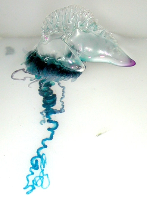 Portuguese Man o' War — ranked #4