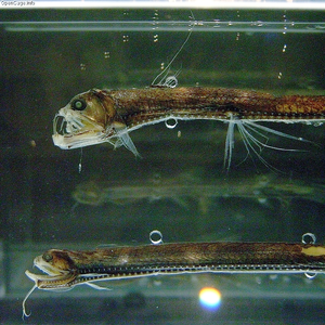 Sloane's Viperfish — ranked #9