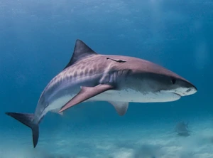 Tiger Shark — ranked #16