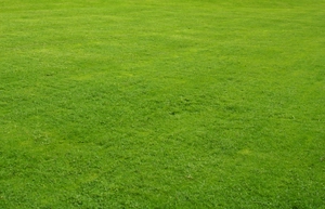 Freshly cut grass — ranked #10
