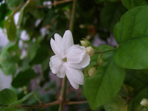 Jasmine — ranked #16