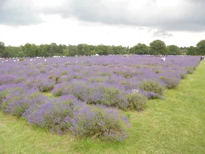 Lavender — ranked #15