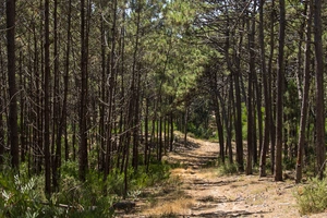 Pine forest — ranked #11