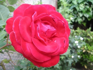 Roses — ranked #13