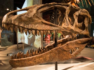 Carcharodontosaurus — ranked #13