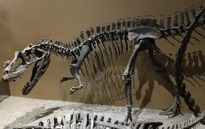 Ceratosaurus — ranked #12
