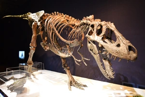 Daspletosaurus — ranked #10