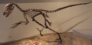 Deinonychus — ranked #19