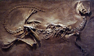 Dilophosaurus — ranked #11