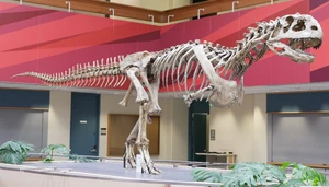 Majungasaurus — ranked #18