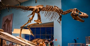 Tarbosaurus — ranked #14