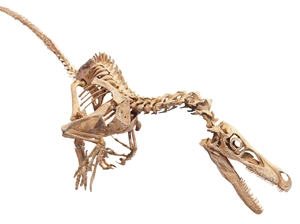 Velociraptor — ranked #8
