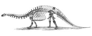 Apatosaurus — ranked #14