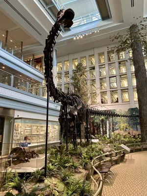 Diplodocus — ranked #3
