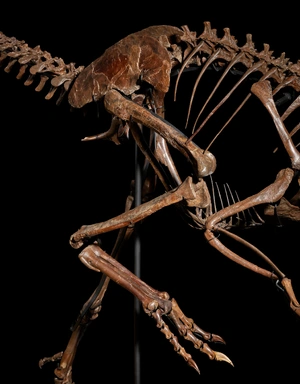 Oviraptor — ranked #8