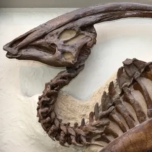 Parasaurolophus — ranked #17