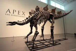 Stegosaurus — ranked #5
