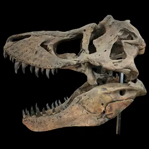 Tyrannosaurus rex — ranked #1