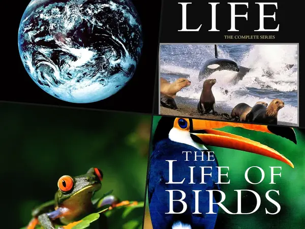 The 32 Best Wildlife Documentaries of All Time