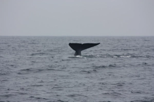 Blue whale watching in Mirissa — ranked #10