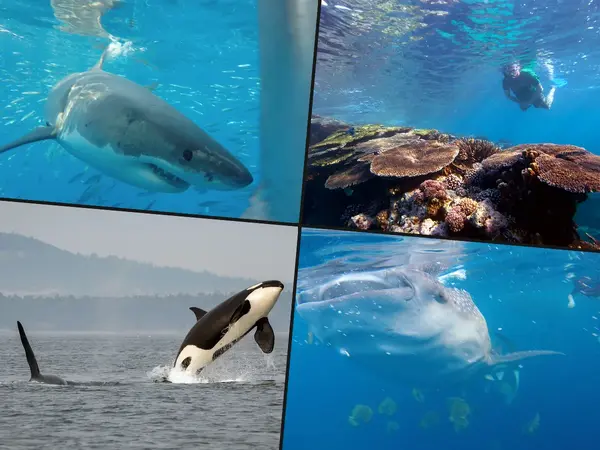 Top 14 Marine Wildlife Experiences in the World
