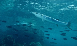Diving at Sipadan Island — ranked #8
