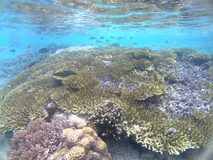 Diving in Raja Ampat — ranked #5