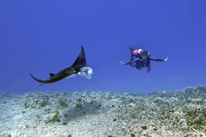 Manta ray night dive in Kona — ranked #13