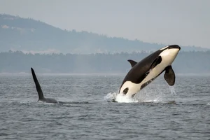 Orca watching in the San Juan Islands — ranked #14