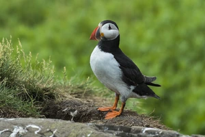 Puffins and seals of the Farne Islands — ranked #9