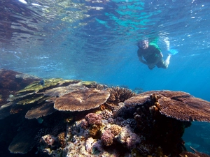 Snorkelling the Great Barrier Reef — Top 14 Marine Wildlife Experiences in the World