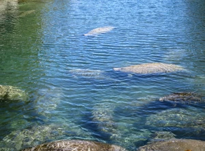 Snorkelling with manatees in Crystal River — ranked #11