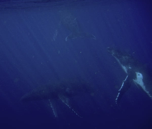Swimming with humpback whales in Tonga — ranked #7