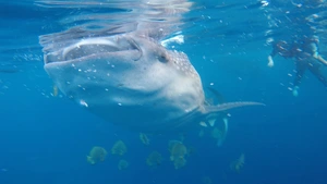 Swimming with whale sharks at Ningaloo Reef — ranked #12