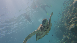 The Sardine Run in South Africa — ranked #4