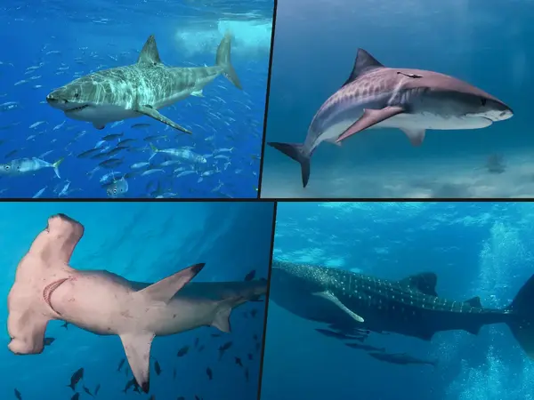 Top 16 Most Fascinating Shark Species