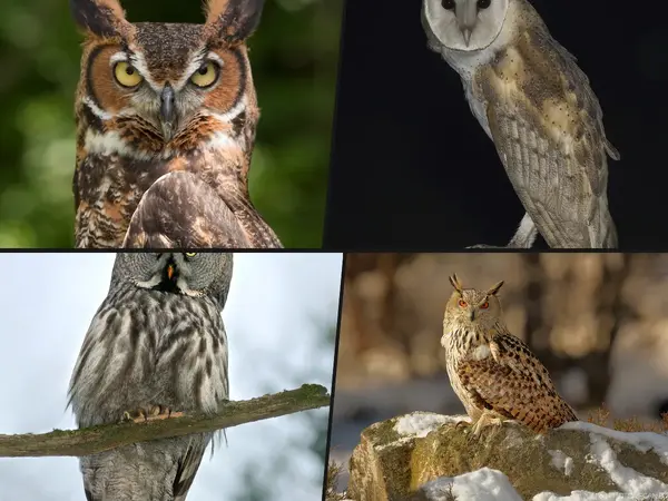 Top 19 Owl Species in the World