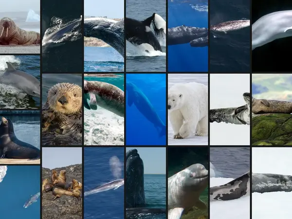 Top 22 Most Amazing Marine Mammals