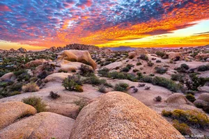 Joshua Tree — ranked #10