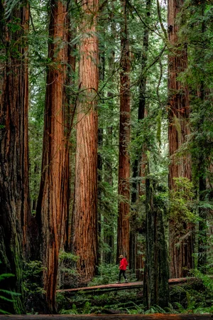 Redwood — ranked #15